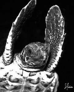 This image of a baby Hawksbill Turtle was a hard one to g... by Steven Anderson 